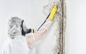 Best Attic Mold Removal  in Post, TX